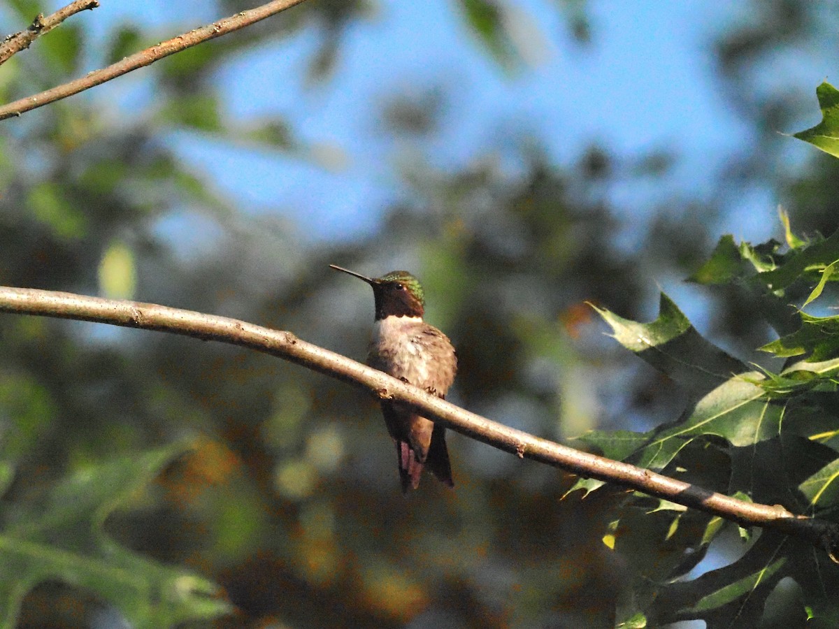 Ruby-throated Hummingbird - ML621232876