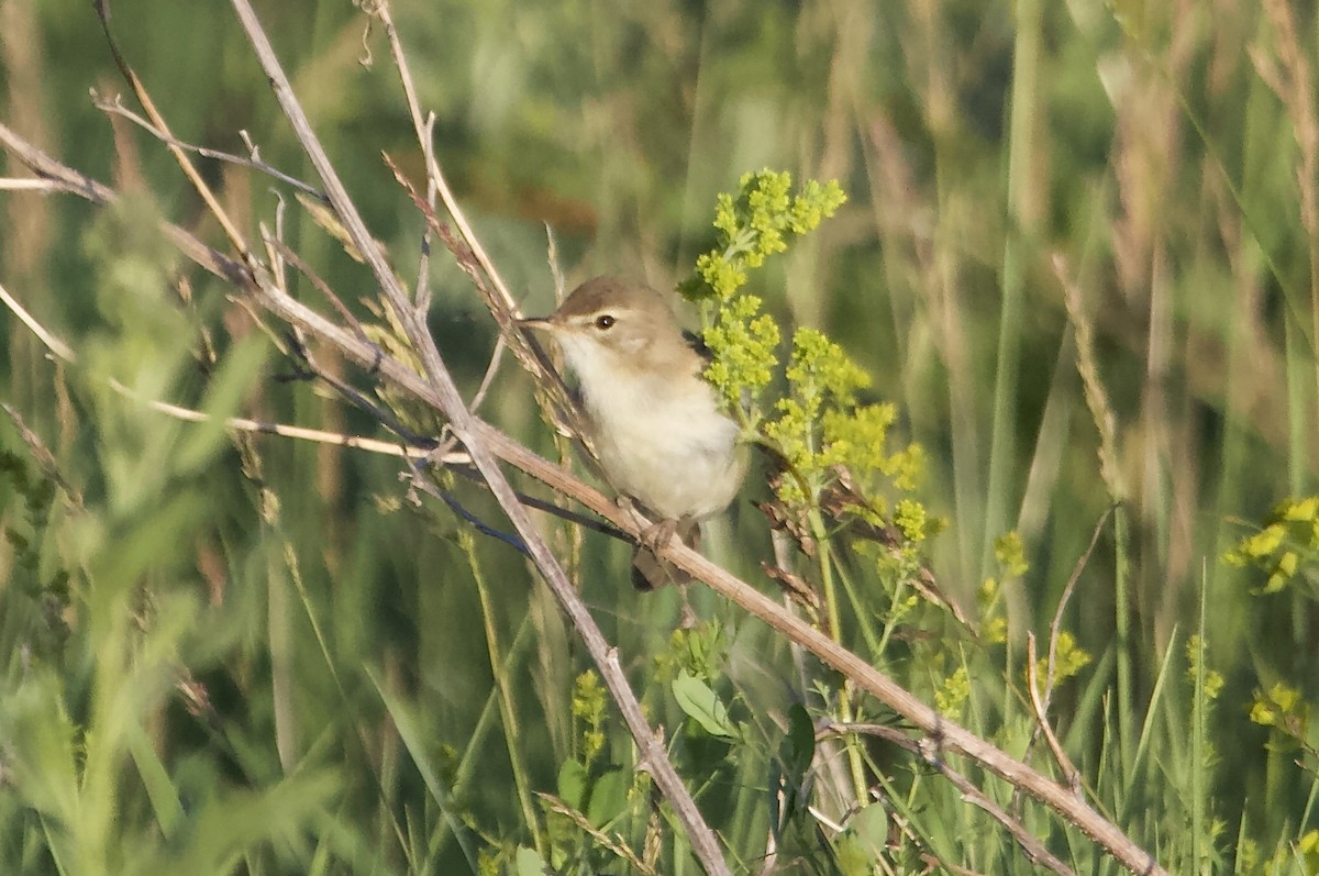 Booted Warbler - ML621232927