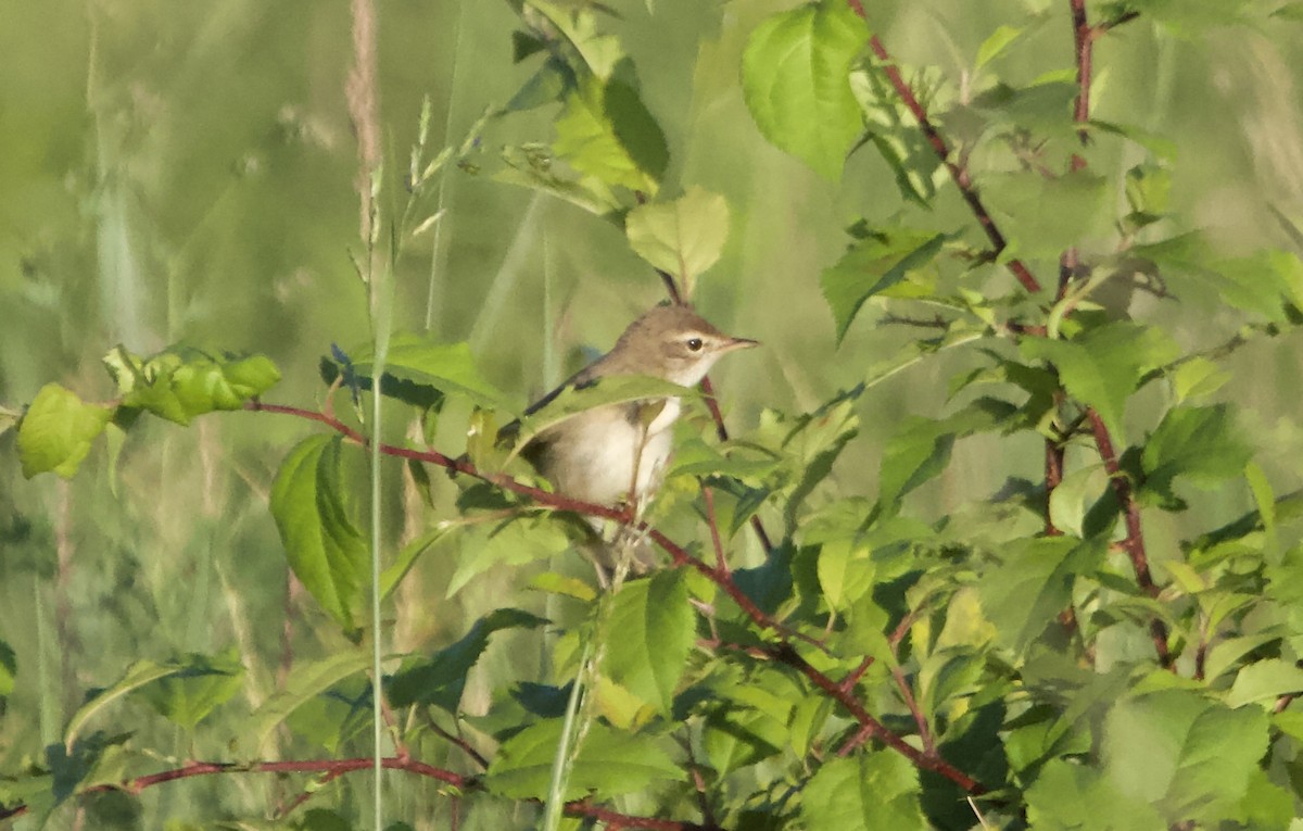 Booted Warbler - ML621232928