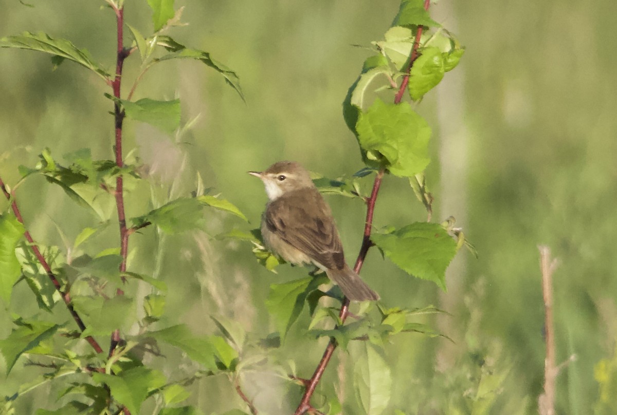 Booted Warbler - ML621232929