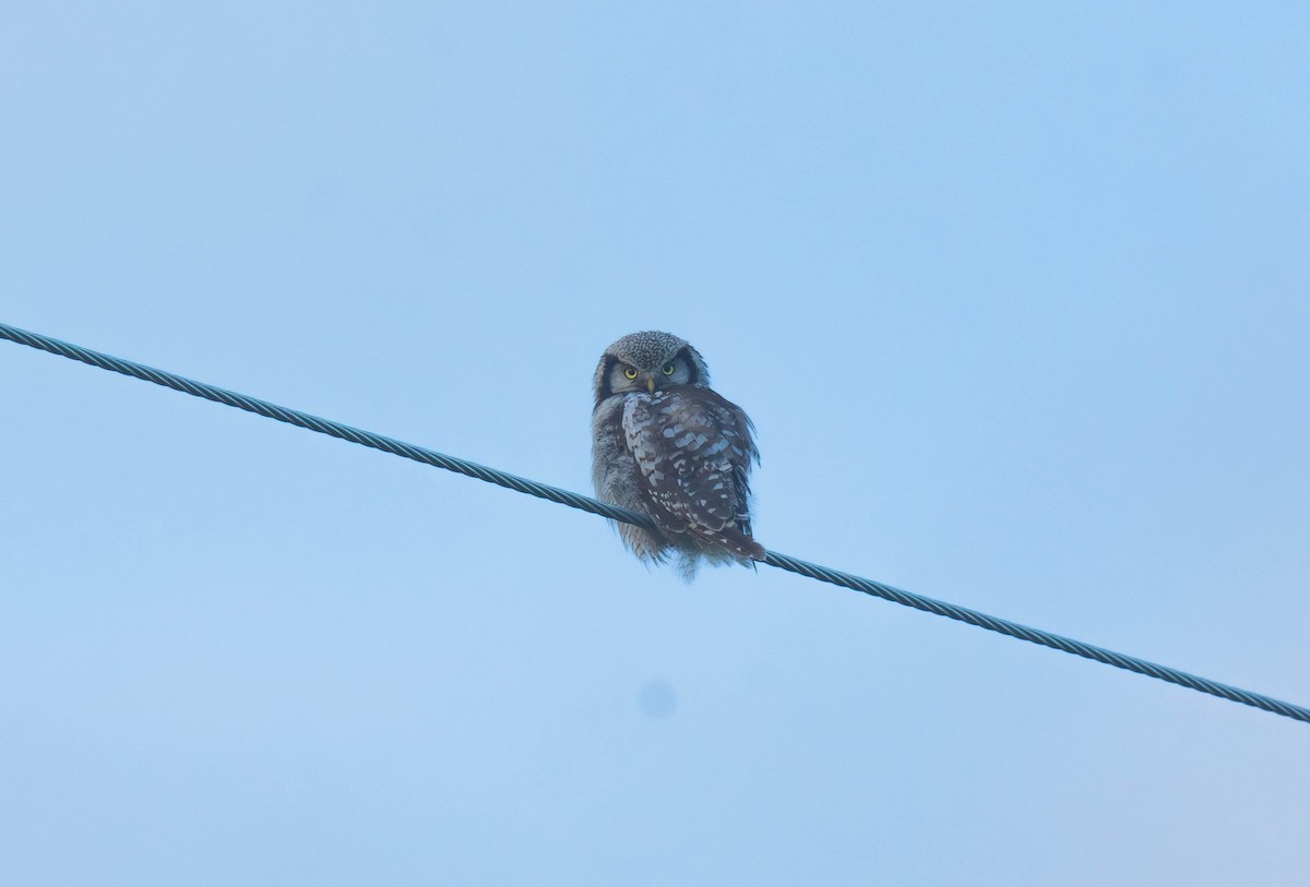 Northern Hawk Owl - ML621232931