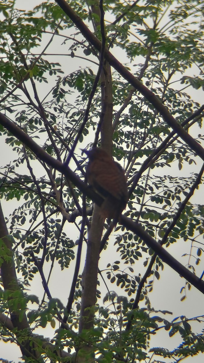 Rufous Woodpecker - ML621232979