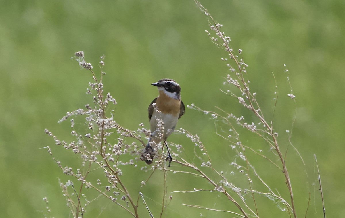 Whinchat - ML621232983