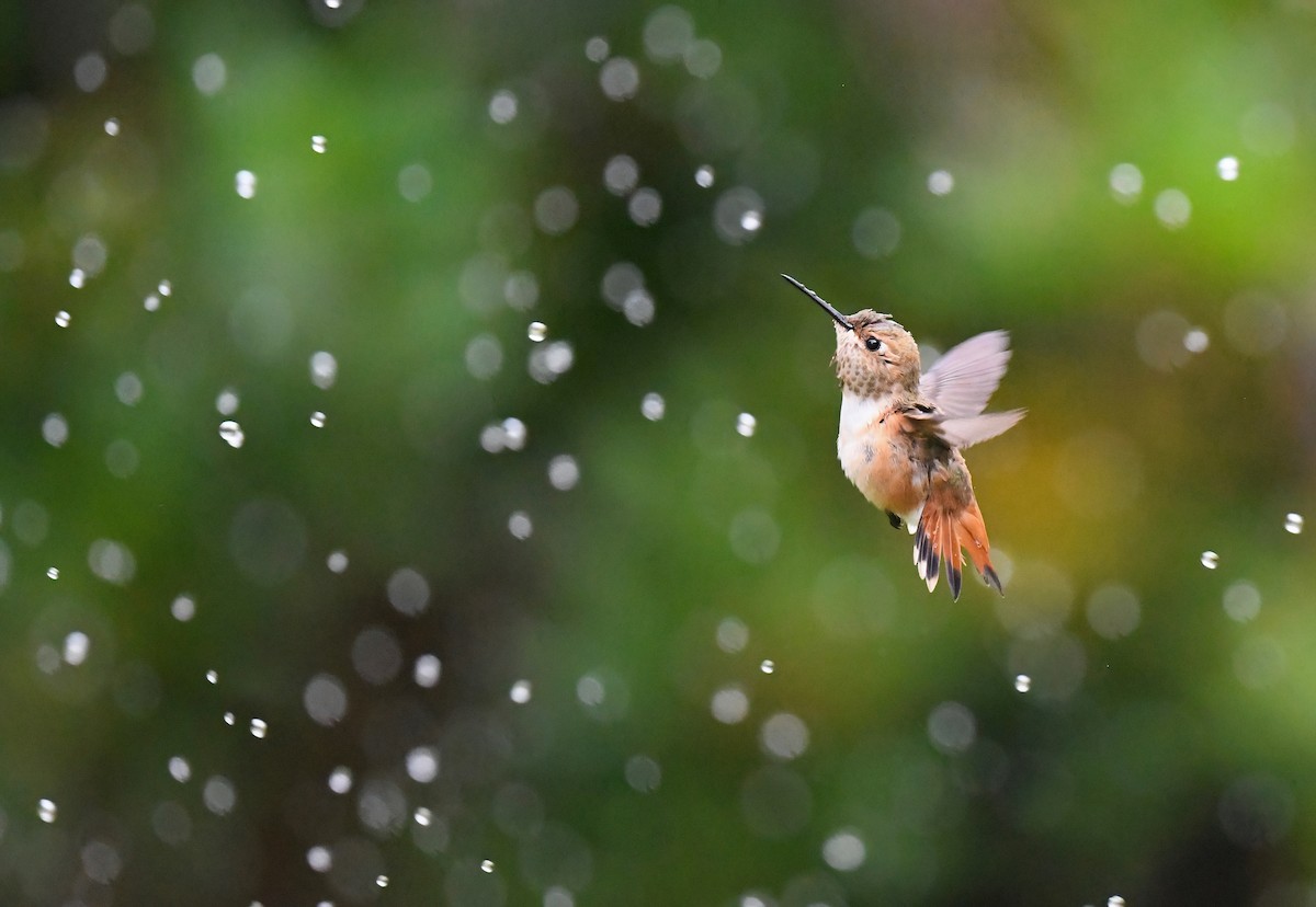 Allen's Hummingbird - ML621232984