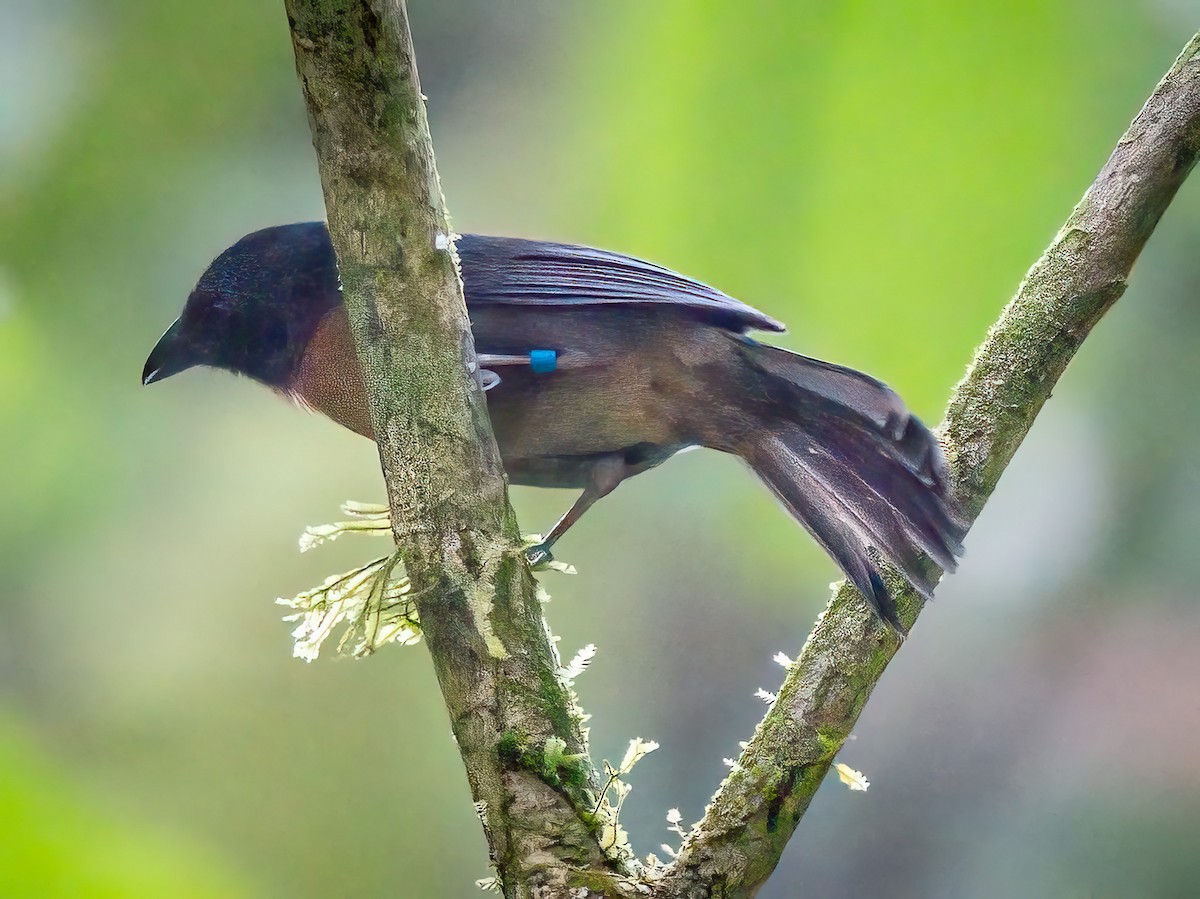 Black-cheeked Ant-Tanager - ML621232987