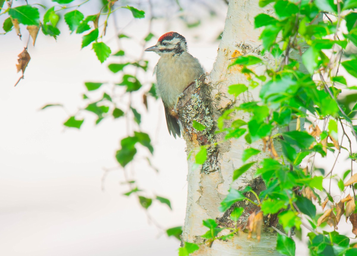 Great Spotted Woodpecker - ML621233002