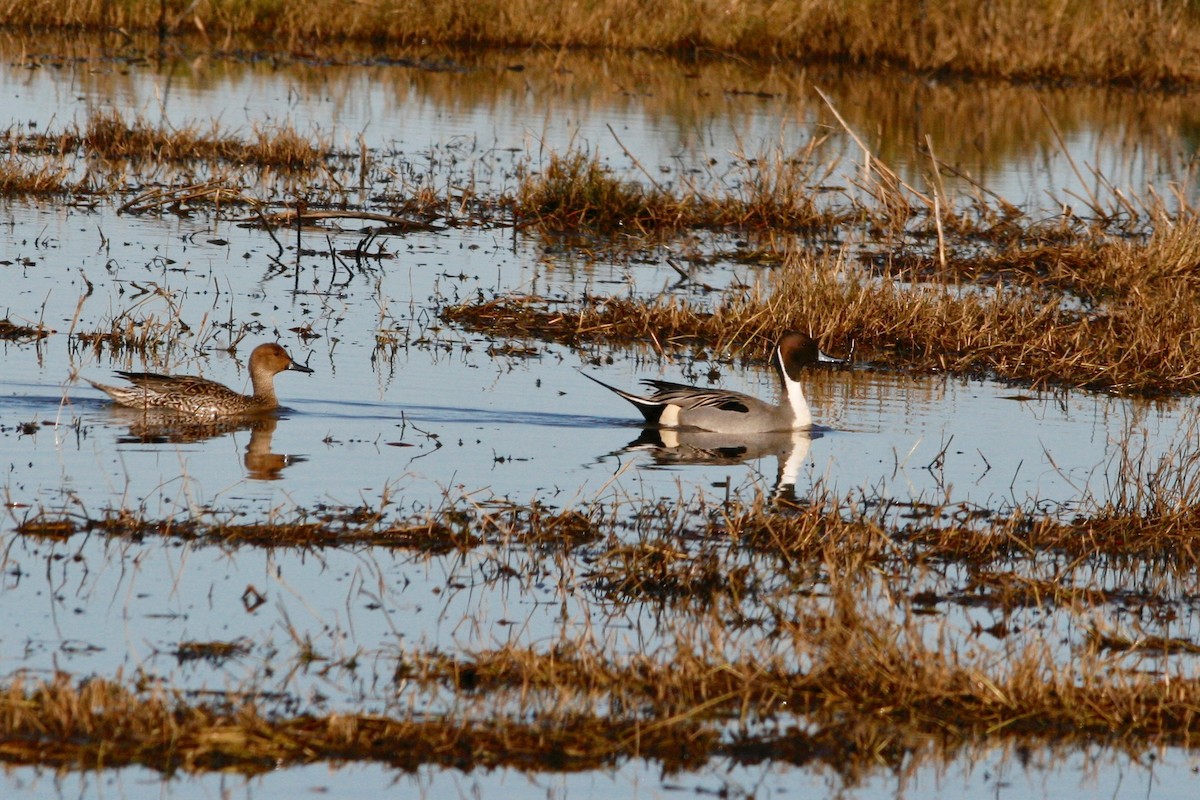 Northern Pintail - ML62123301