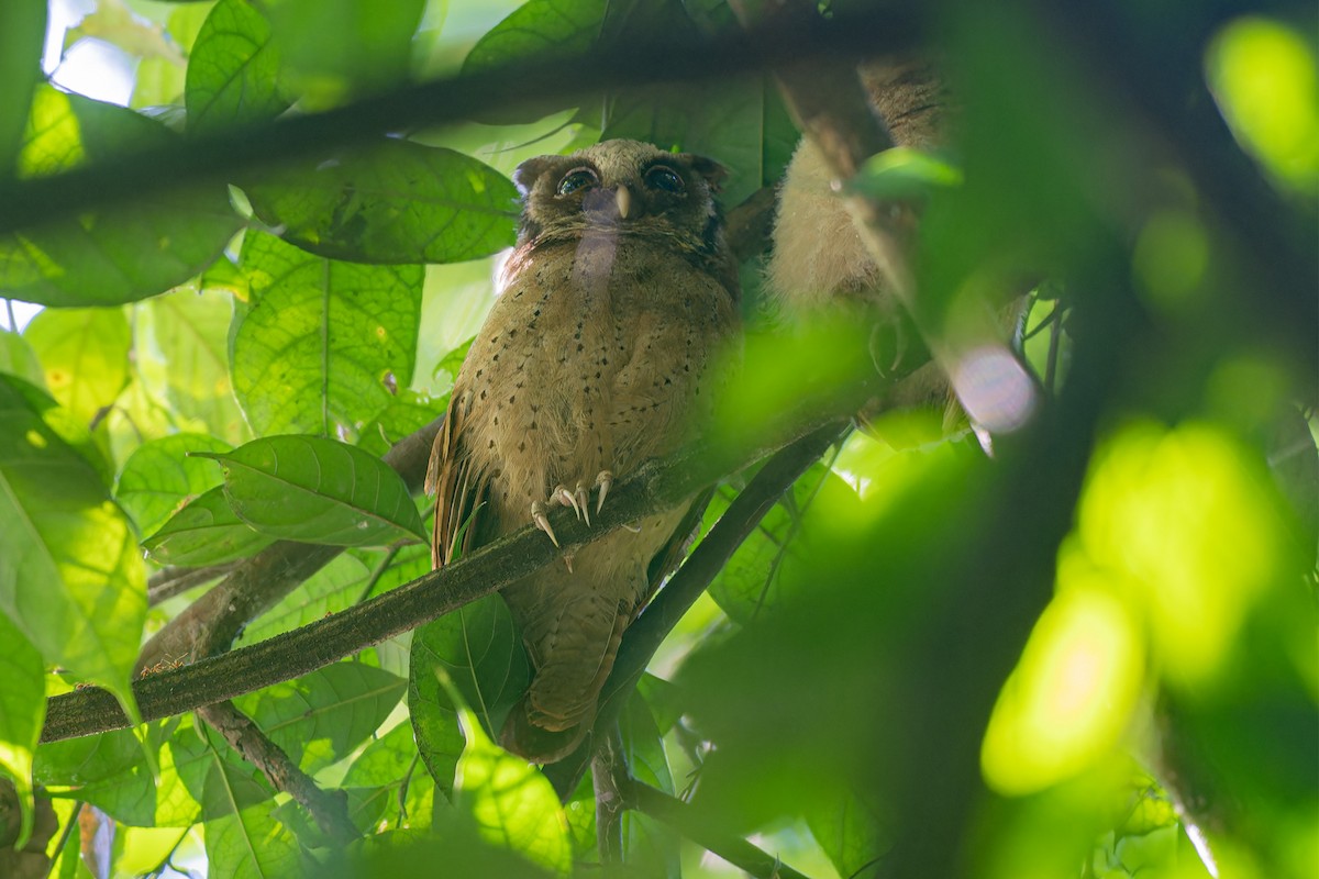 White-fronted Scops-Owl - ML621233018