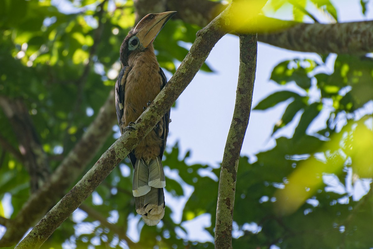 Rusty-cheeked Hornbill - ML621233019