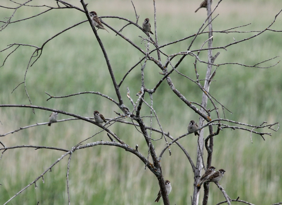 Eurasian Tree Sparrow - ML621233020