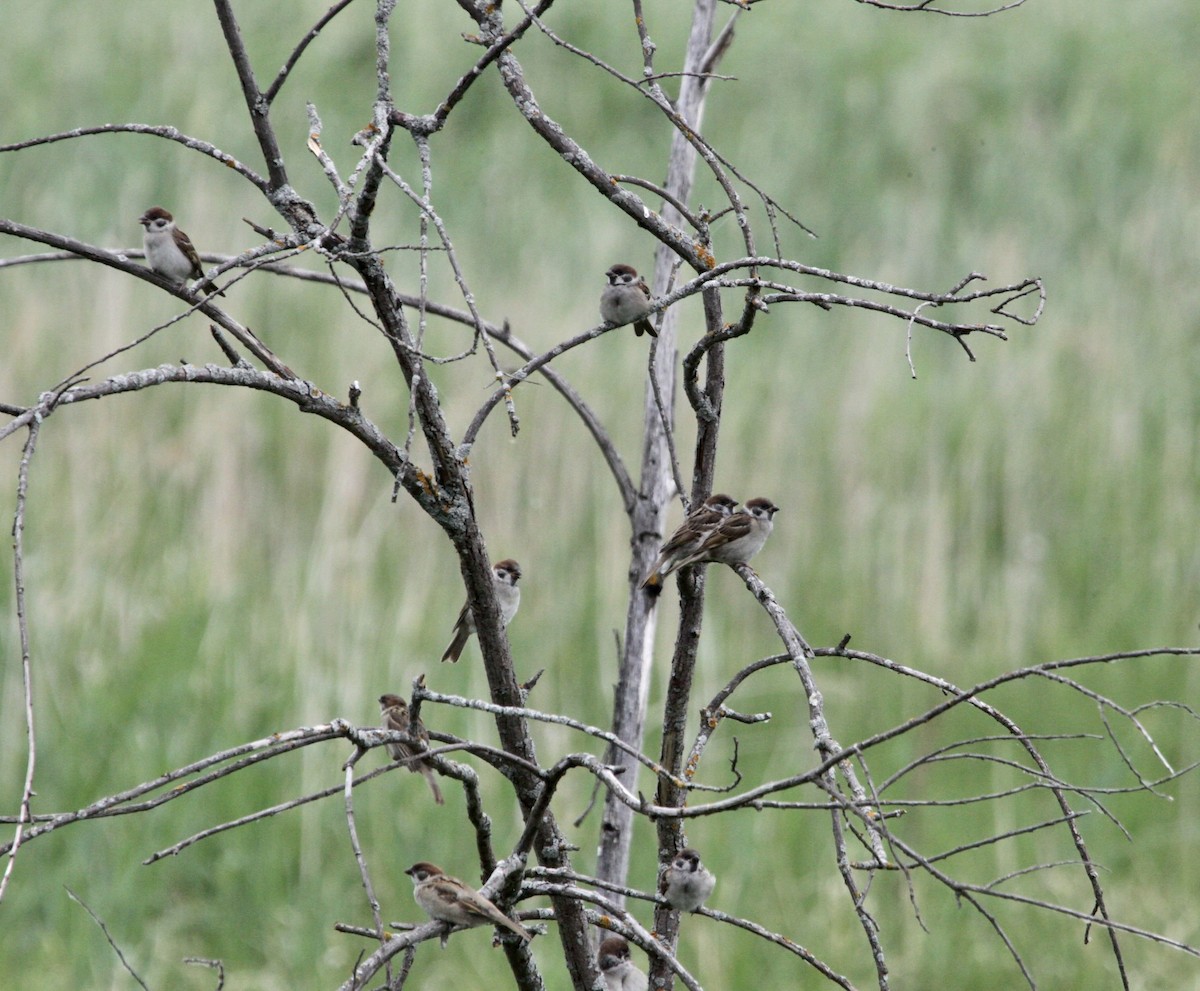 Eurasian Tree Sparrow - ML621233021