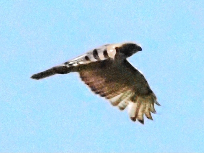 Red-tailed Hawk - ML621233040
