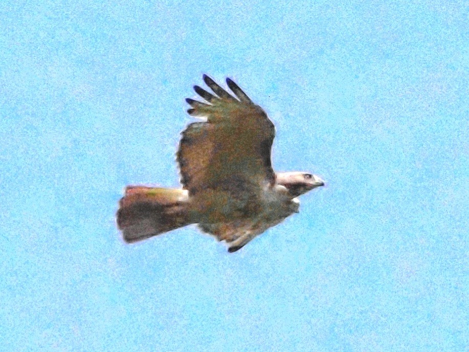 Red-tailed Hawk - ML621233041