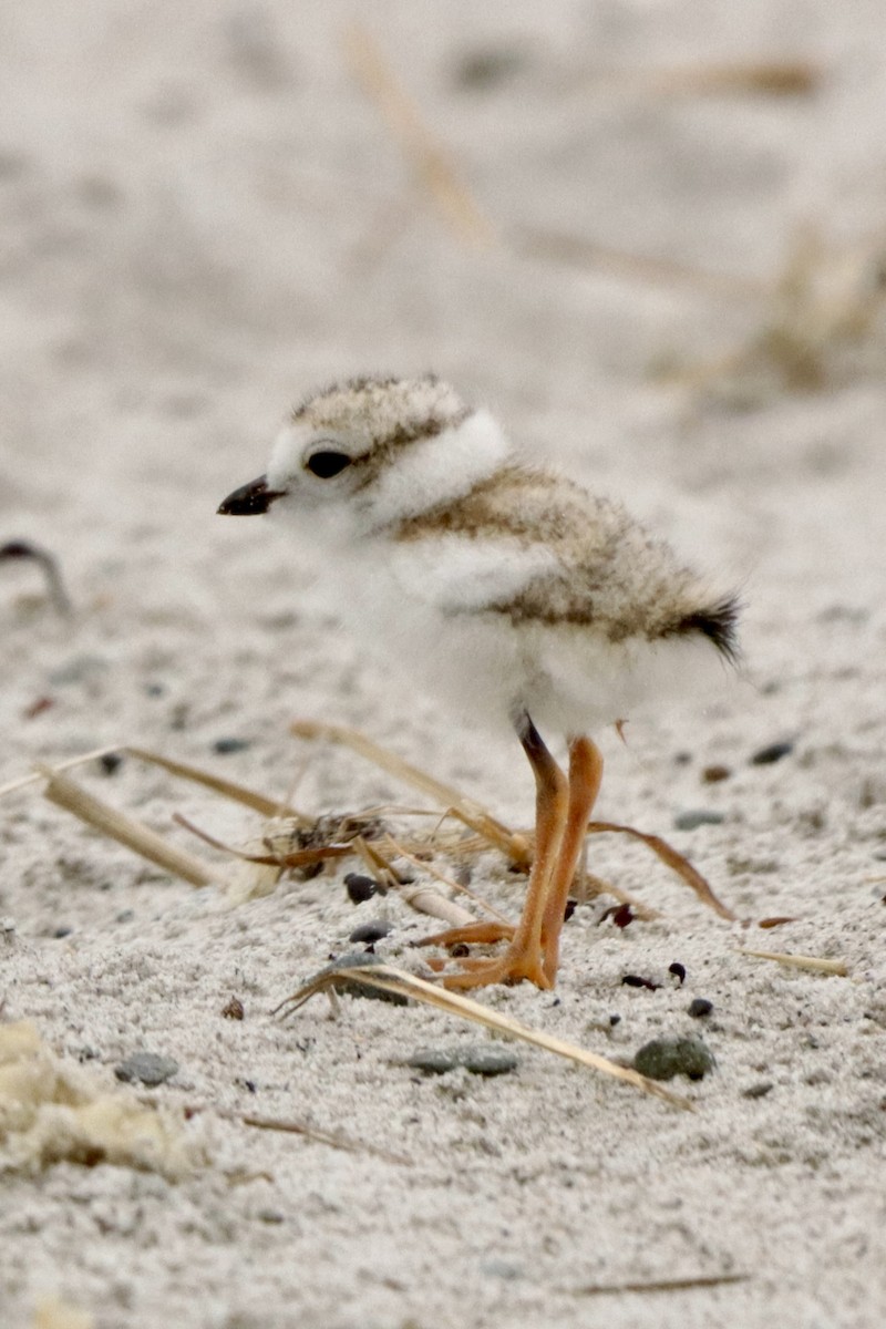 Piping Plover - ML621233054