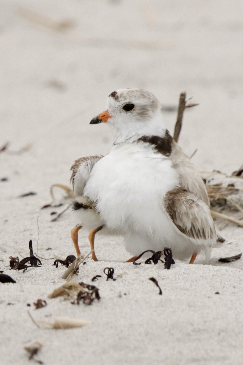 Piping Plover - ML621233067