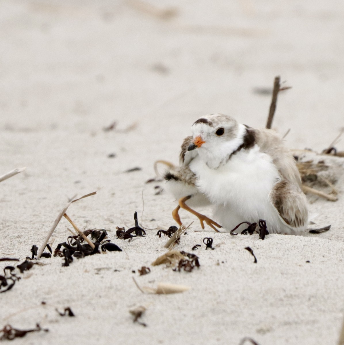 Piping Plover - ML621233068