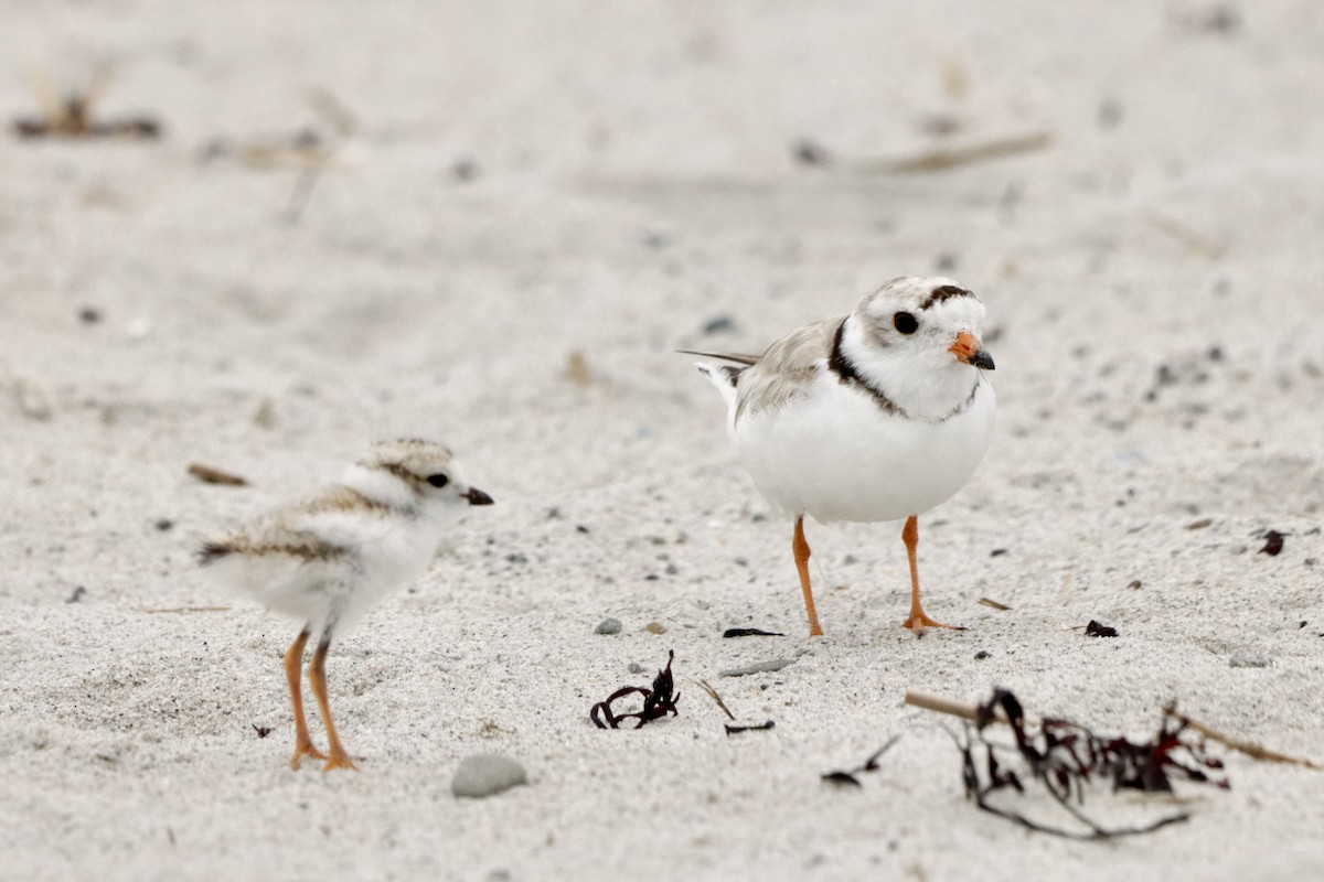 Piping Plover - ML621233070