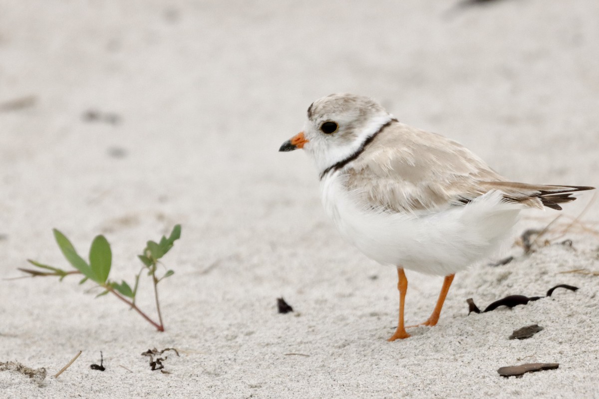Piping Plover - ML621233071