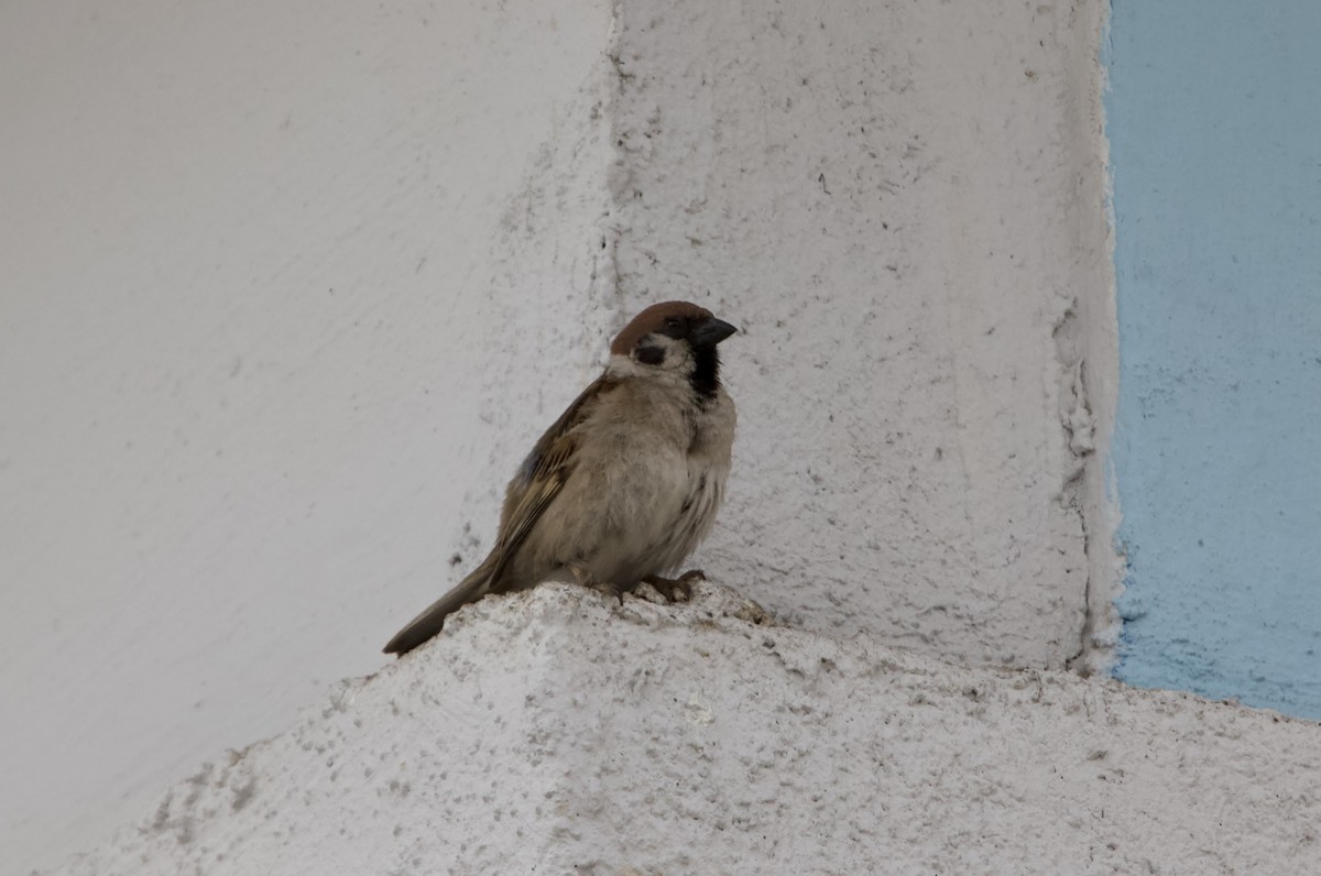 Eurasian Tree Sparrow - ML621233072