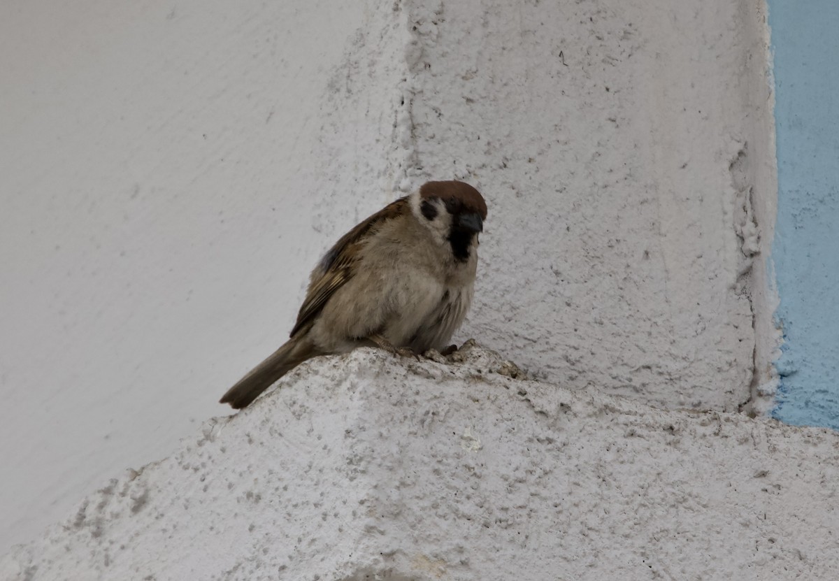 Eurasian Tree Sparrow - ML621233073
