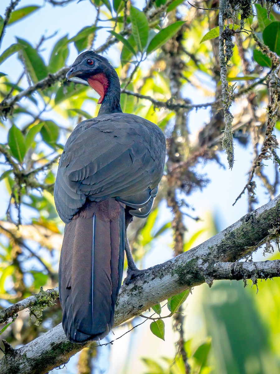 Crested Guan - ML621233074