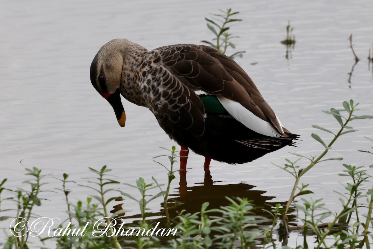 Indian Spot-billed Duck - ML621233075