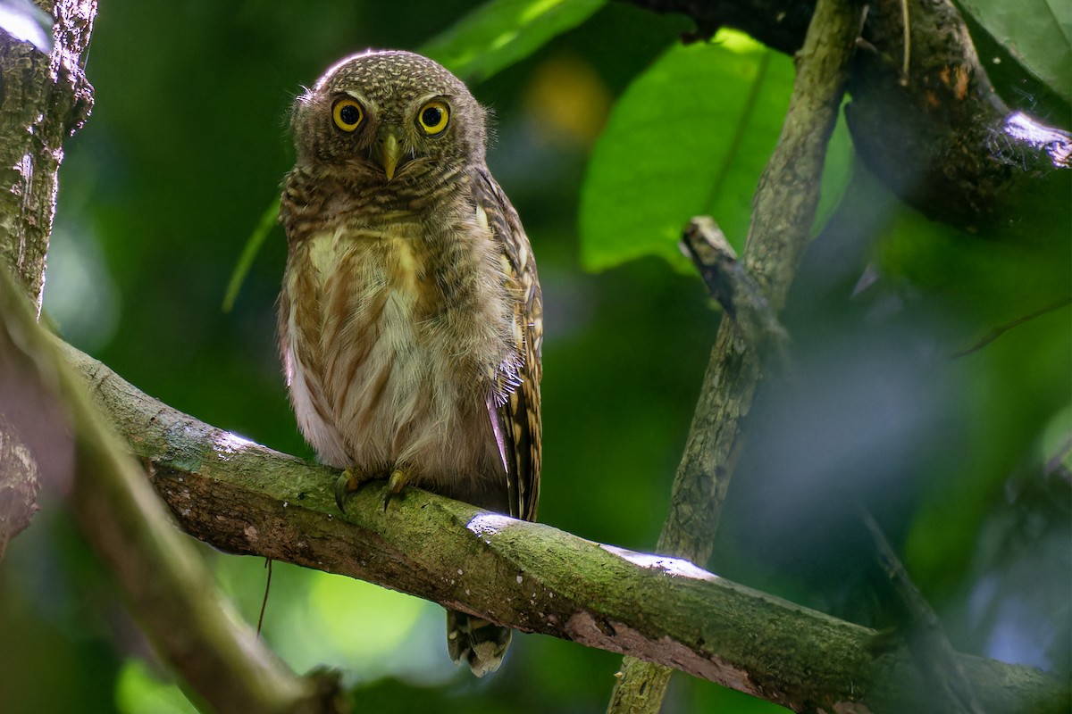 Asian Barred Owlet - ML621233101