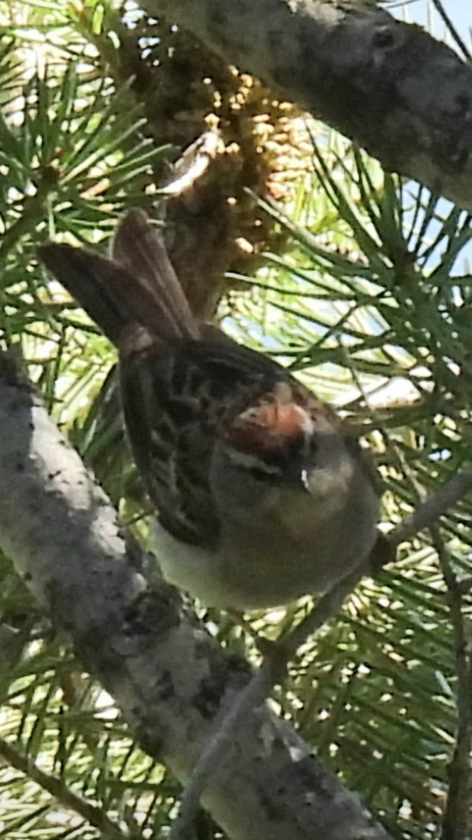 Chipping Sparrow - ML621233116