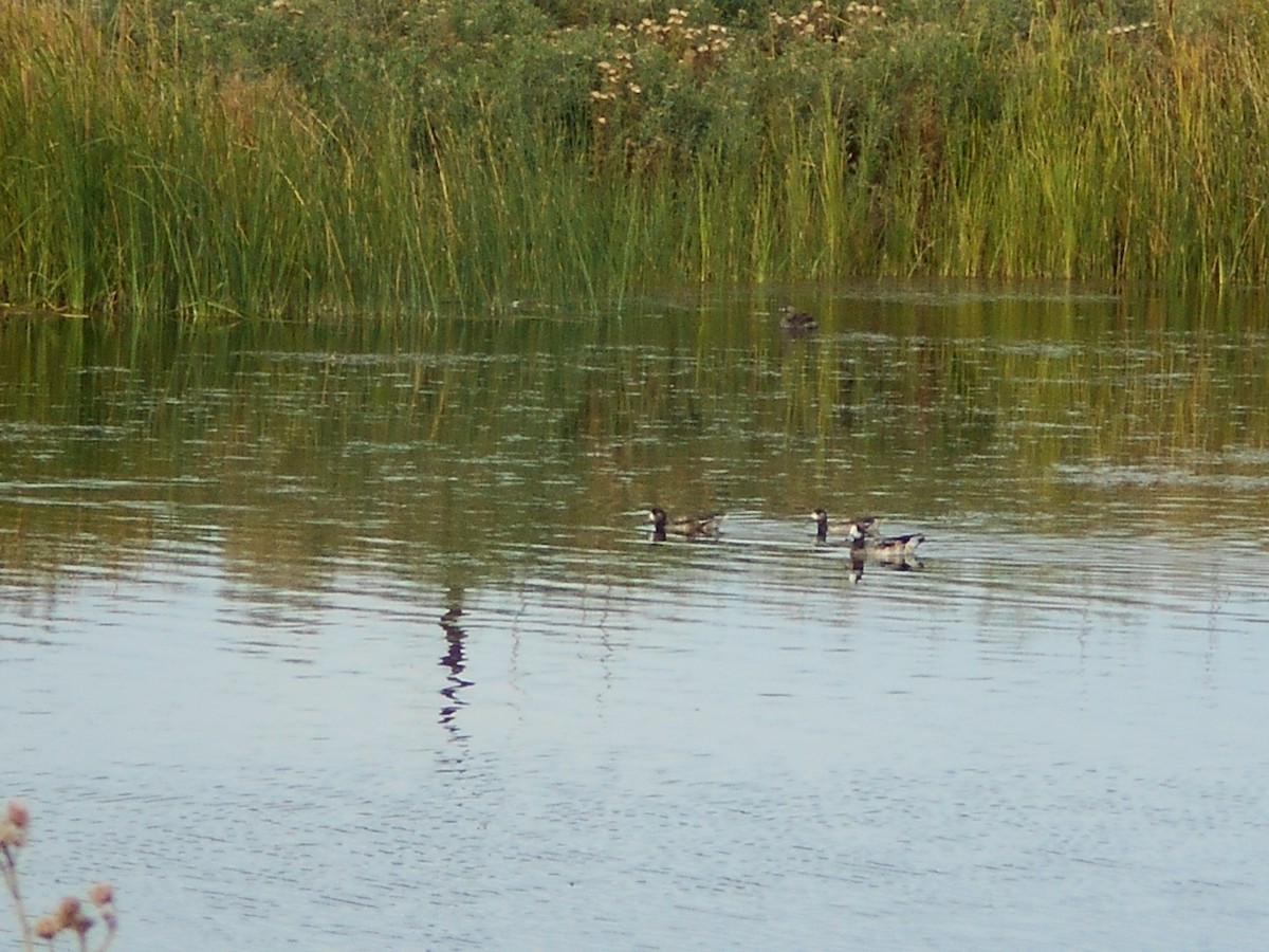 Chiloe Wigeon - ML621233165