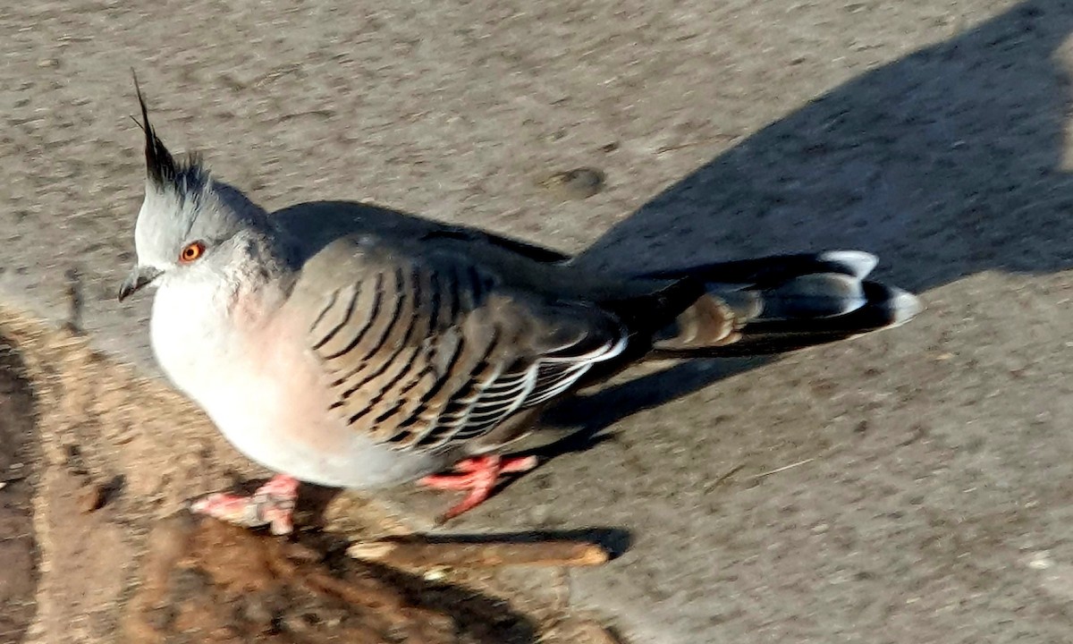 Crested Pigeon - ML621233192