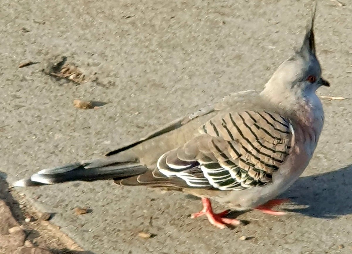Crested Pigeon - ML621233205