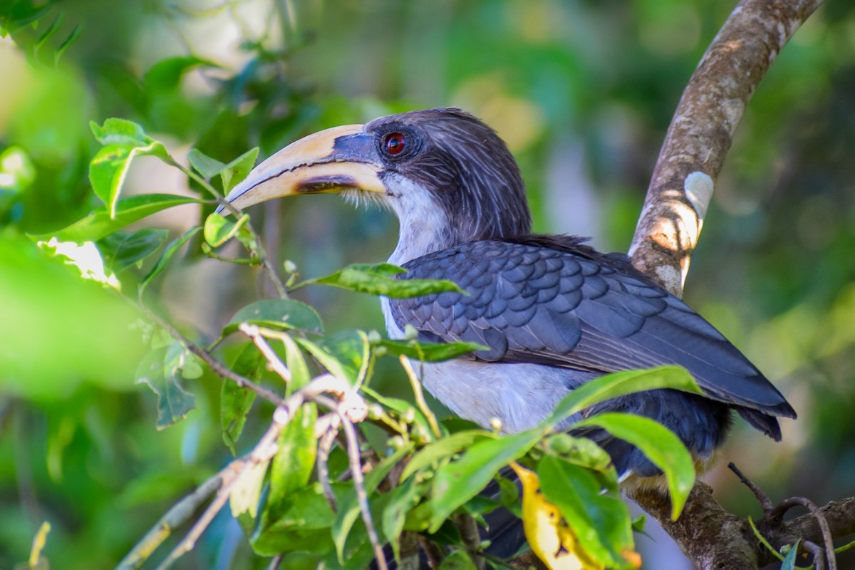 Sri Lanka Gray Hornbill - ML621233241
