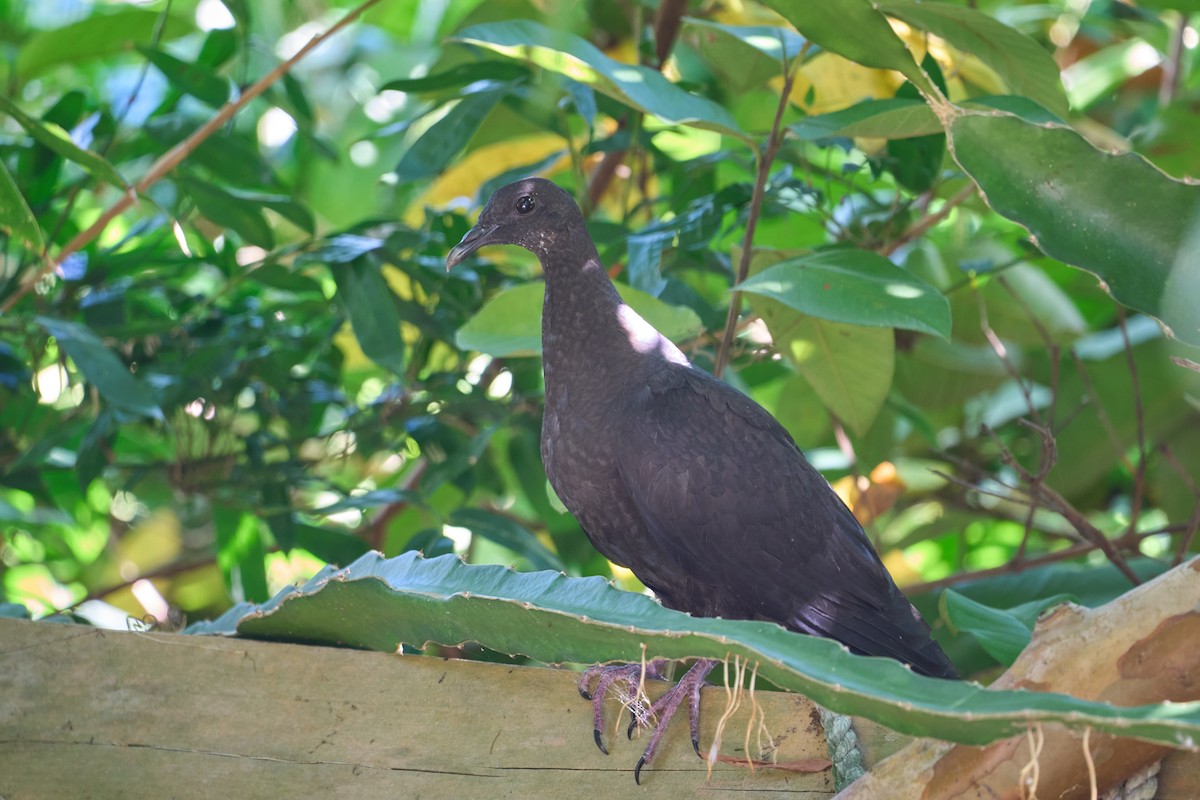Black Wood-Pigeon - ML621233284