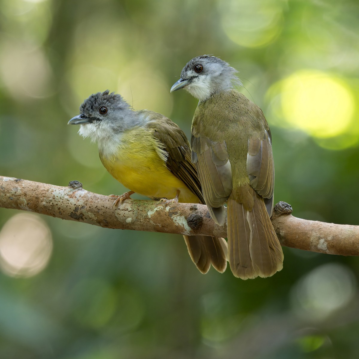 Yellow-bellied Bulbul - ML621233292