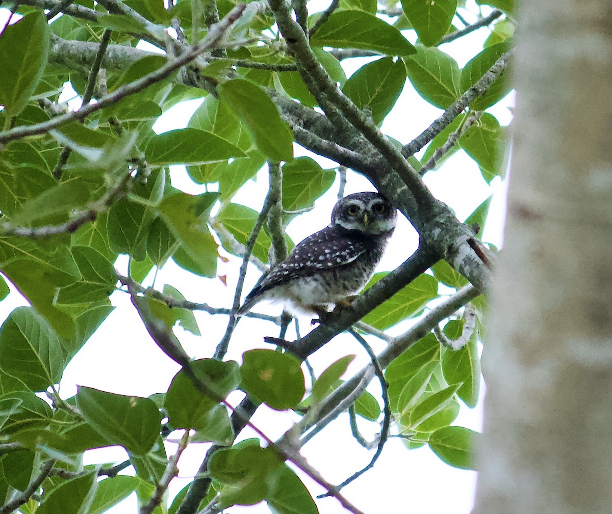 Spotted Owlet - ML621233332
