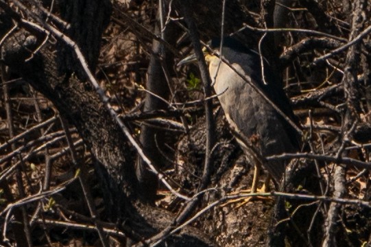 Black-crowned Night Heron - ML621233355