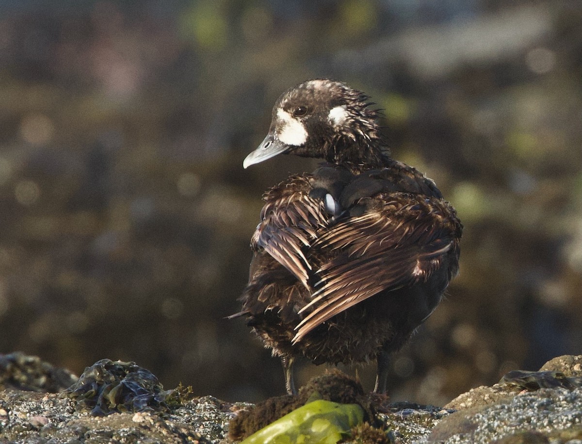 Harlequin Duck - ML621233395