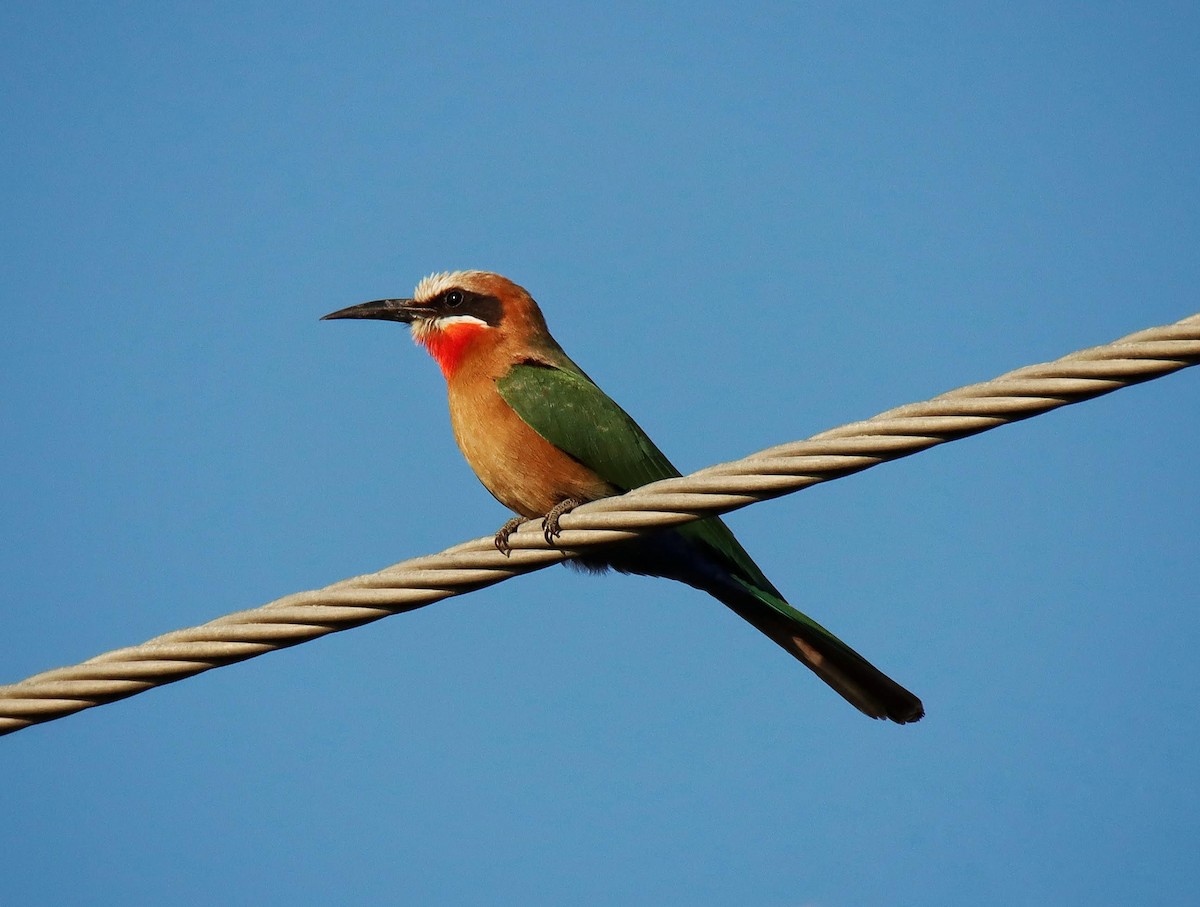 White-fronted Bee-eater - ML621233405