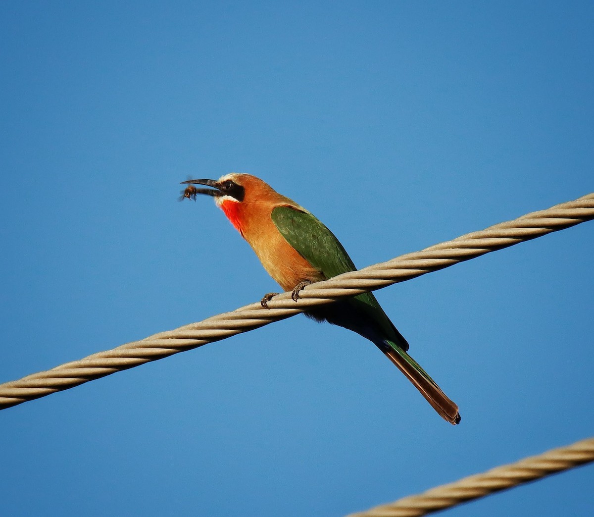 White-fronted Bee-eater - ML621233406