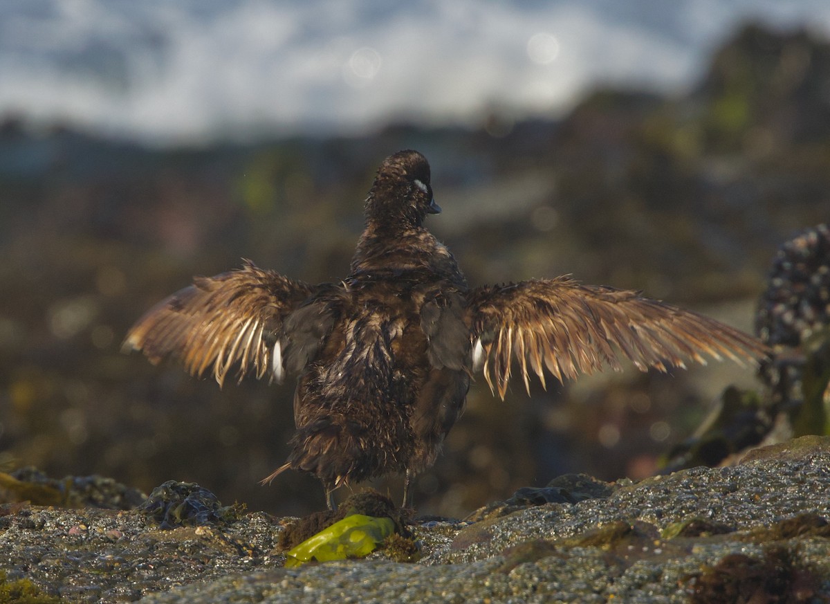 Harlequin Duck - ML621233430
