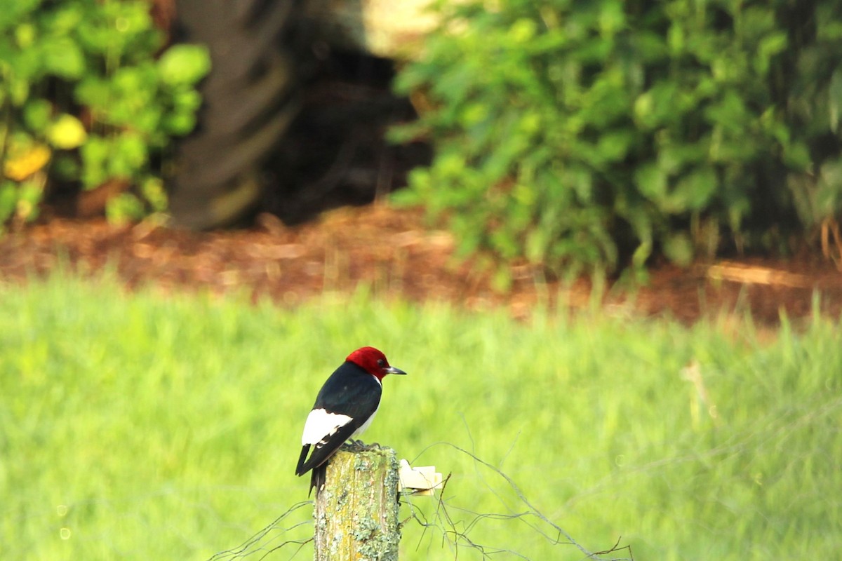 Red-headed Woodpecker - ML621233457