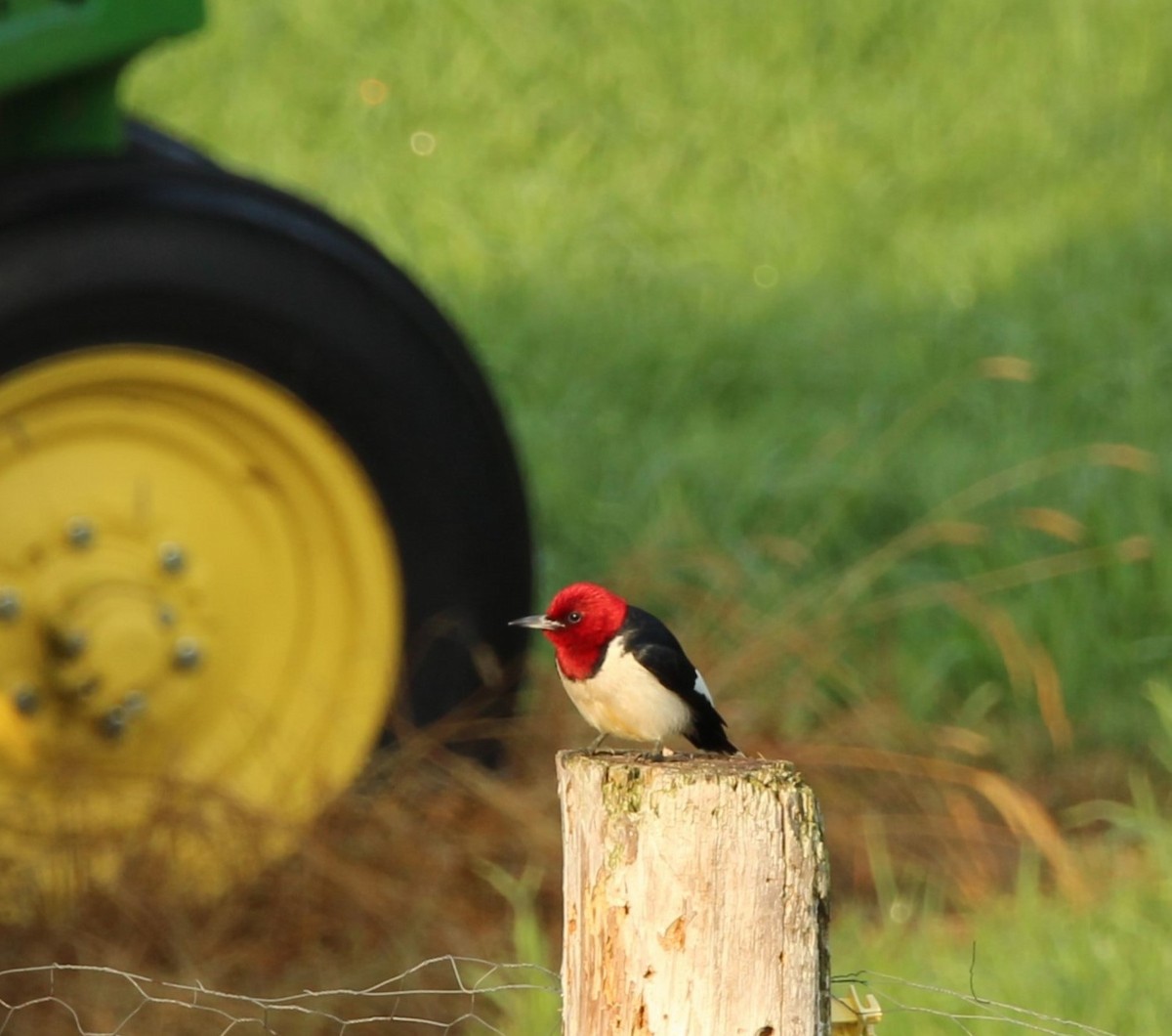 Red-headed Woodpecker - ML621233465