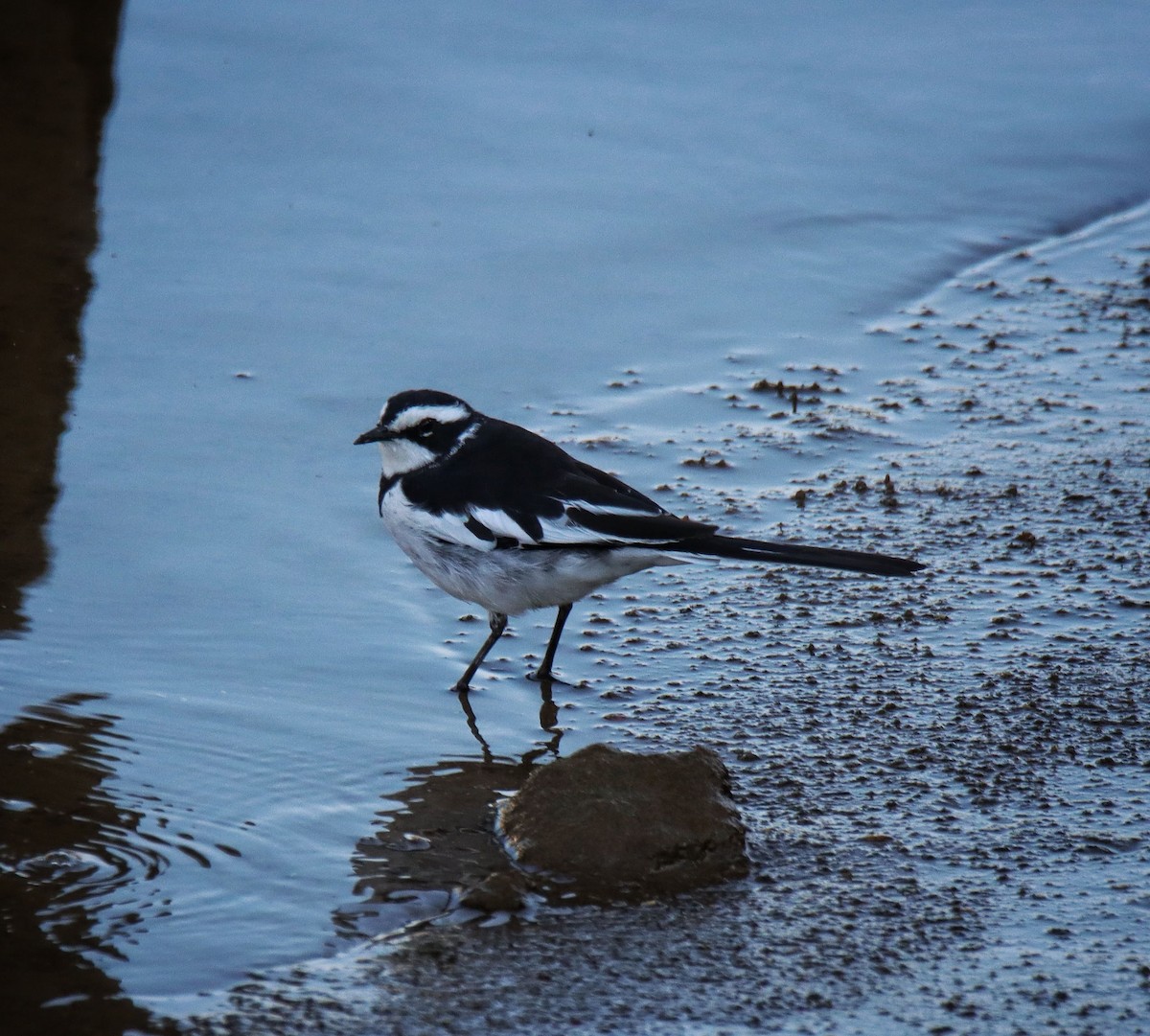 African Pied Wagtail - ML621233466