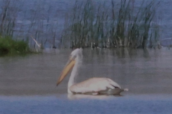pelikán kadeřavý - ML621233469
