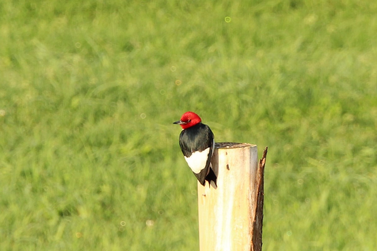 Red-headed Woodpecker - ML621233473