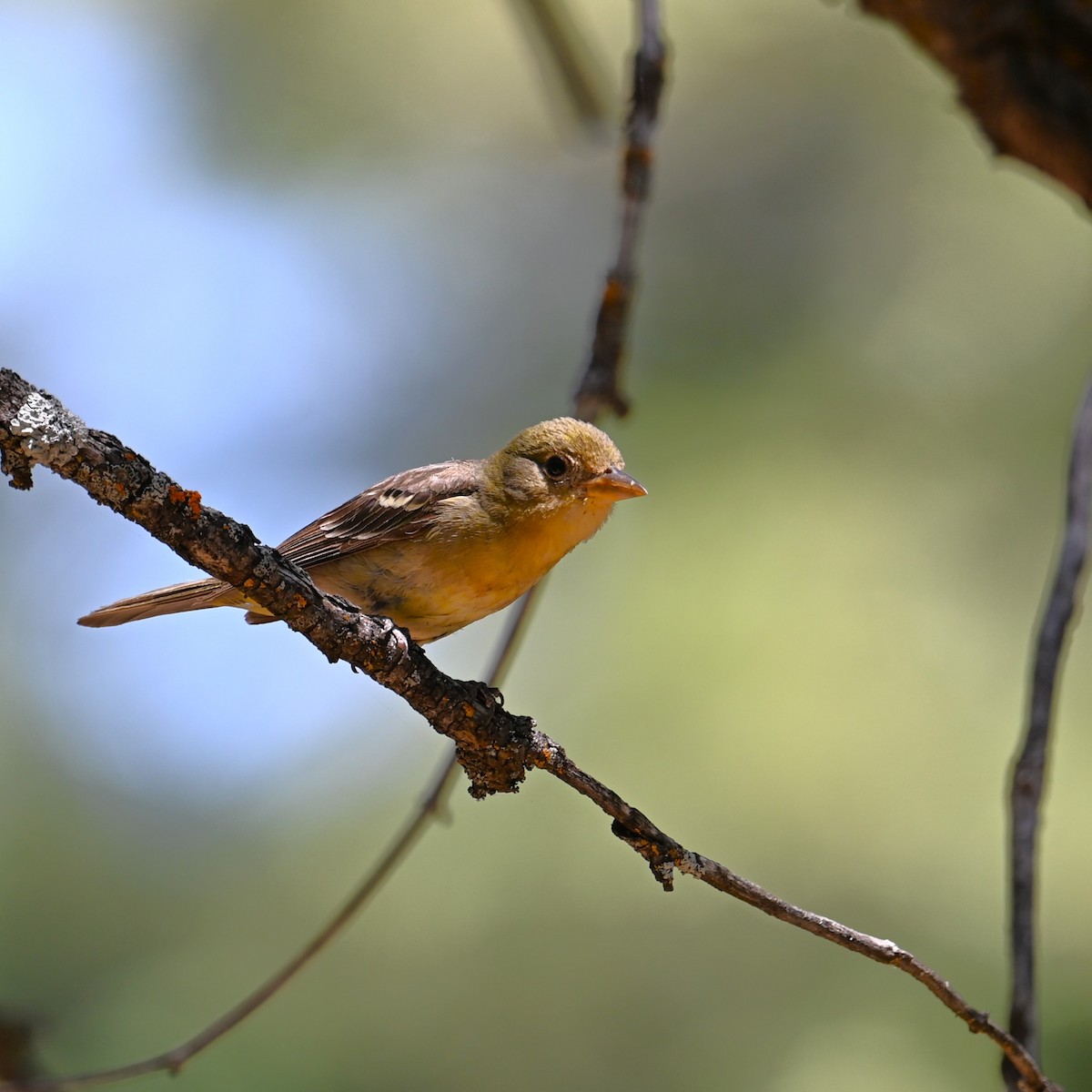 Western Tanager - ML621233532