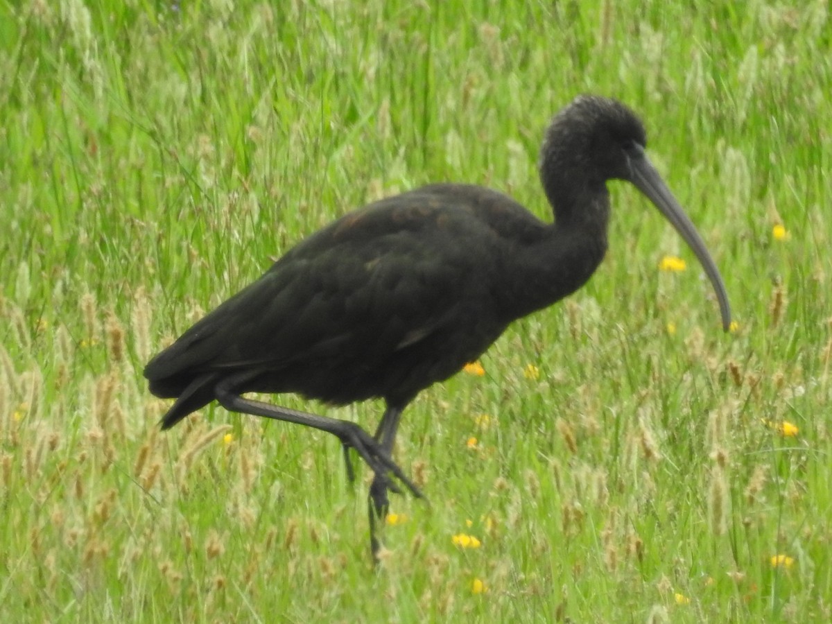 ibis hnědý - ML621233579