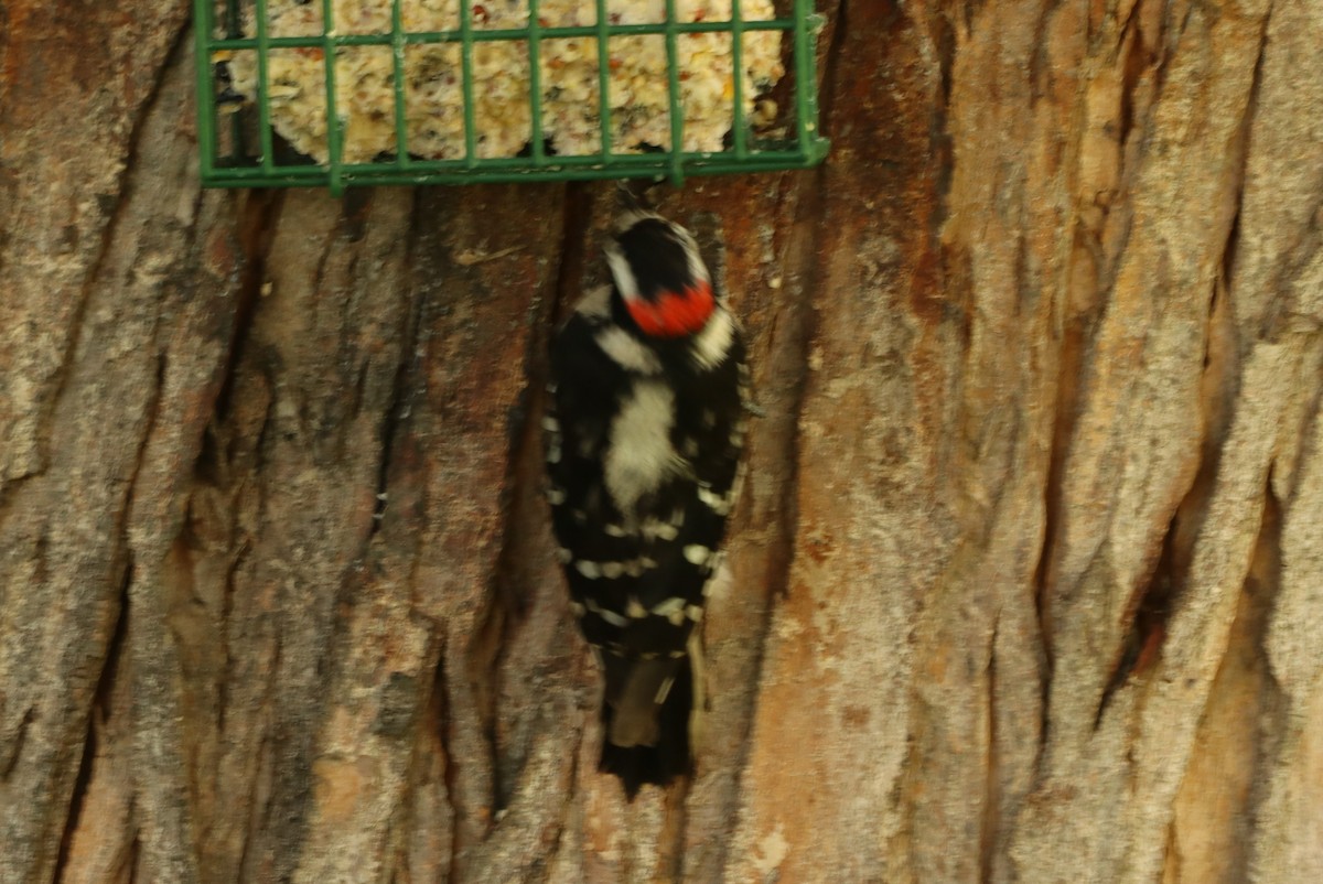 Downy Woodpecker - ML621233604