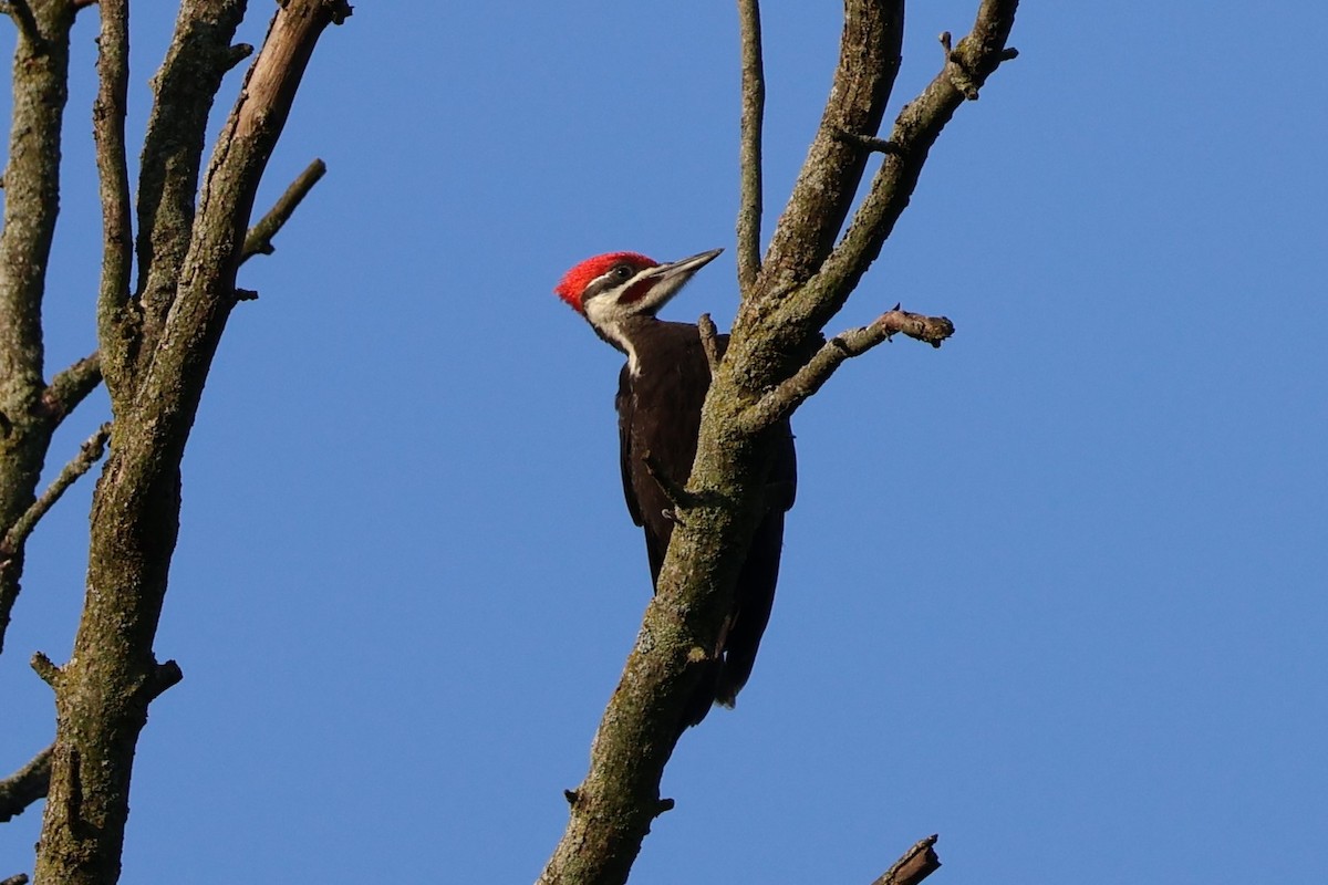 Pileated Woodpecker - ML621233613
