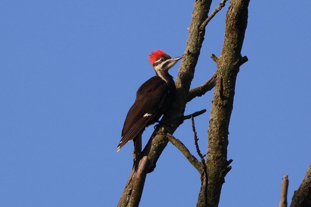 Pileated Woodpecker - ML621233614